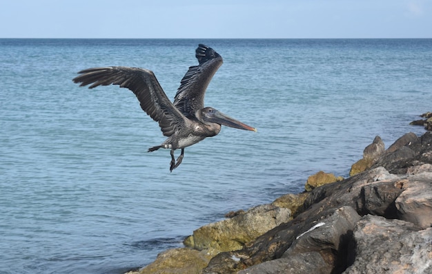 Large pelican soaring over a large jetty in aruba