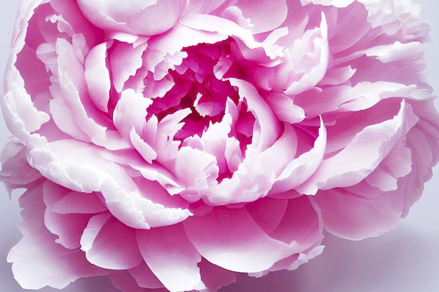 Large peonies flowers with beautiful delicate petals