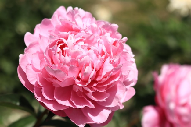 Photo large peony flowers flowers outdoors closeup of pink lush flowers natural floral background