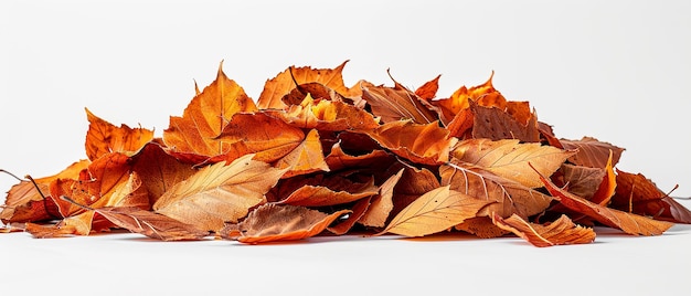 Large Pile of Dry Autumn Leaves on White Background