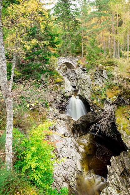 Large pine tree growing in the forest of Scotland The tree stands on the edge of a hill