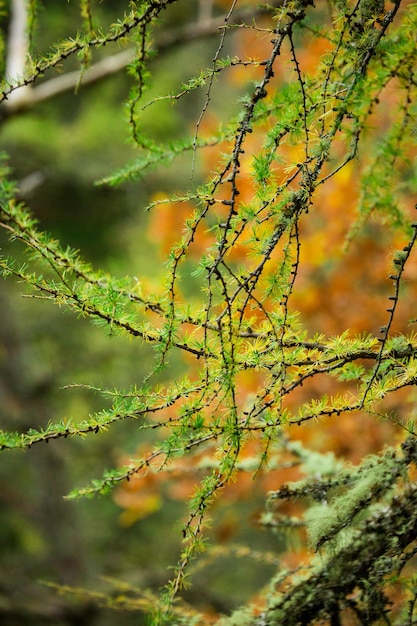 Large pine tree growing in the forest of Scotland The tree stands on the edge of a hill