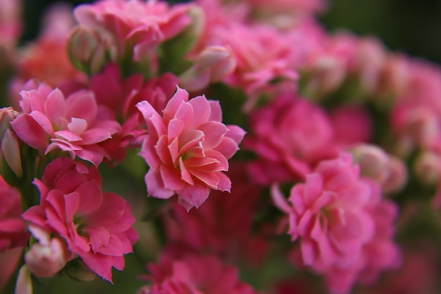 Large pink flowers in the garden