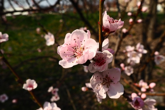 Large pink flowers of plum peach or apricot in the flowering period of orchards Sunny spring weather Blooming garden in Serbia Many flowers on the branches