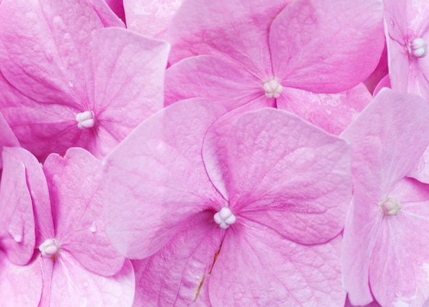 Large pink hydrangea blossoms (nature background). Composite macro photo with considerable depth of sharpness.