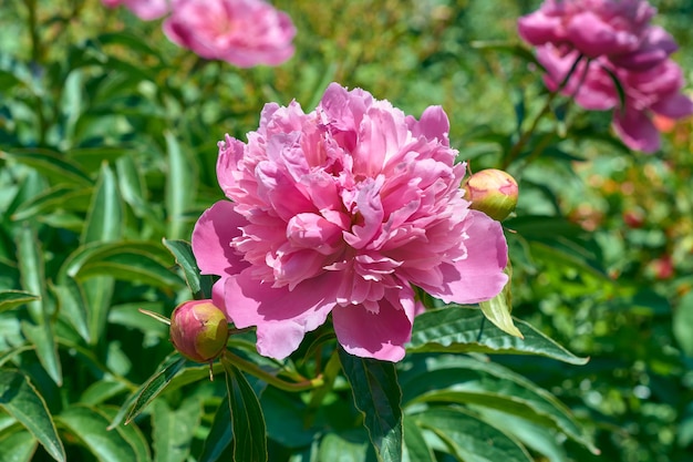 Large pink peony in the summer garden