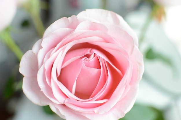 Large pink rose flower in full screen