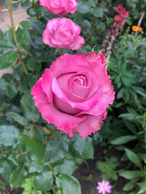 Large pink rose flower photo