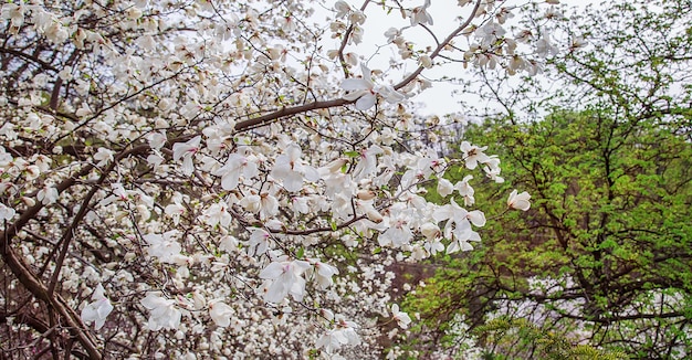 Large pink and white magnolia trees bloom in a park on a spring day