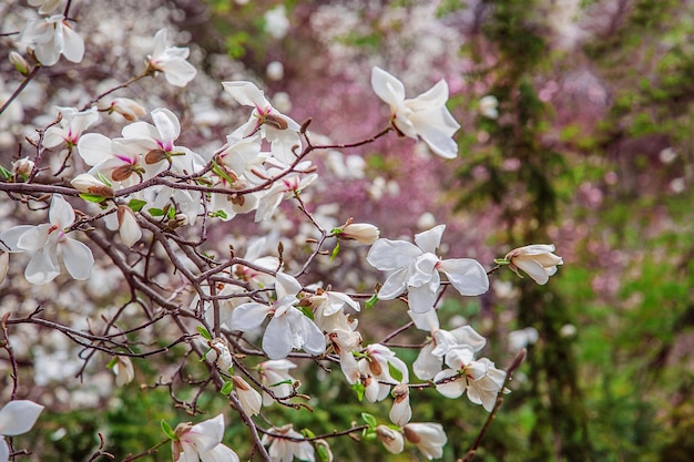 Large pink and white magnolia trees bloom in a park on a spring day