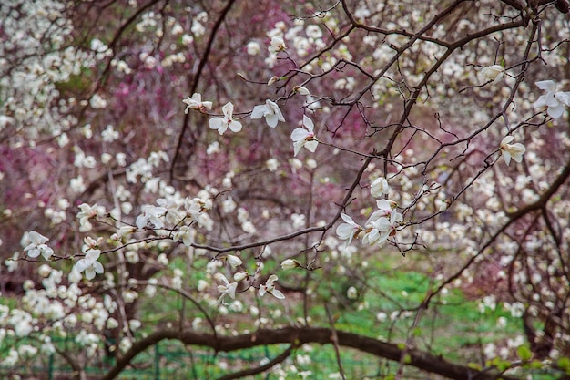 Large pink and white magnolia trees bloom in a park on a spring day