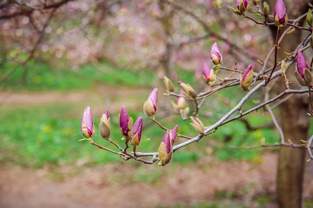 Large pink and white magnolia trees bloom in a park on a spring day