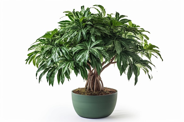 A large plant with large leaves in a green pot