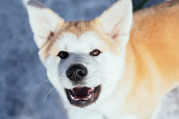 Large portrait of akita inu dog looking into the camera with a focus on its nose