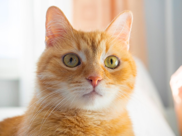 A large portrait of a cute red cat who looks at the camera in surprise. Pets