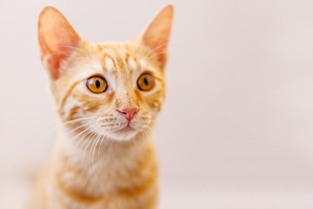 Large portrait of a red-haired kitten with big yellow eyes, pink nose, and huge ears