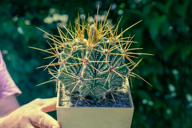 A large rare cactus shaped ball, with long needles close-up on green 