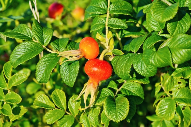 Large red berries of wild rose on a background of green leaves