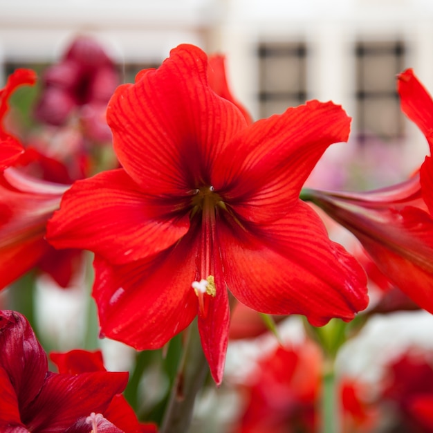 Large red flower