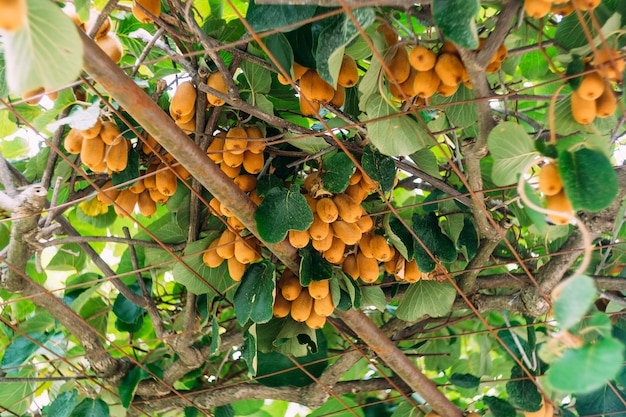 Large ripe brown kiwi fruit hang on a tree, on the roof of the gazebo