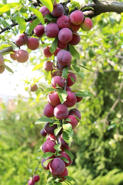 Photo large ripe plums on a branch in the garden