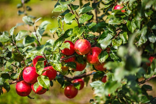 Photo large ripe red apples hanging from tree branch in orchard ready for harvesting