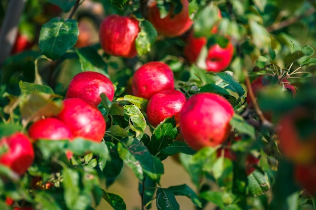 Photo large ripe red apples hanging from tree branch in orchard ready for harvesting