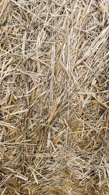 Large rolls of straw in the field