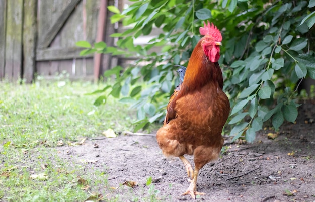 A large rooster with a red tuft in the village Young Red Cockerel Rhode Island Red Barnyard Mix A beautiful photo of a Rhode Island orange feathered rooster on a small farm Multicolored feathers