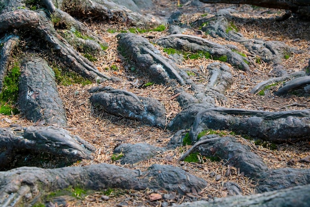 The large roots of the tree stick out of the ground in the forest