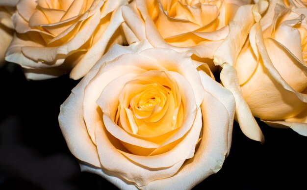 large rose flower as a concept of tenderness and romance