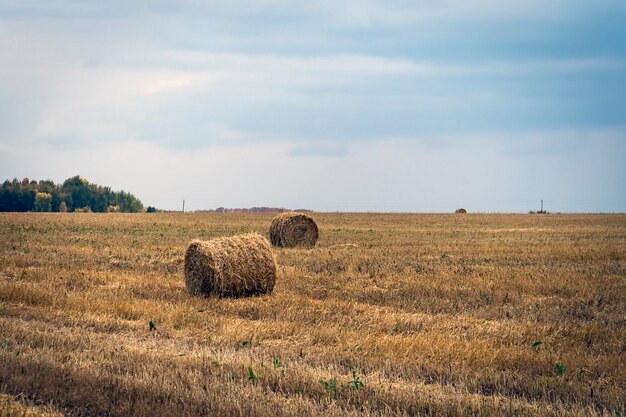 Large Round stack of dry hay on a background autumn forest and blue sky. Harvesting in the fields. Round bale of dry grass in the foreground.