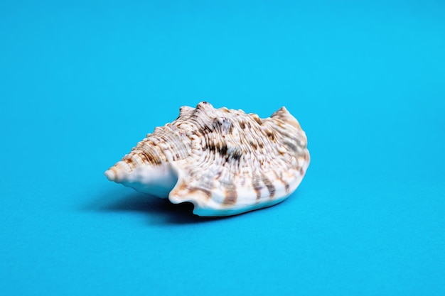 Large seashell on a blue background closeup