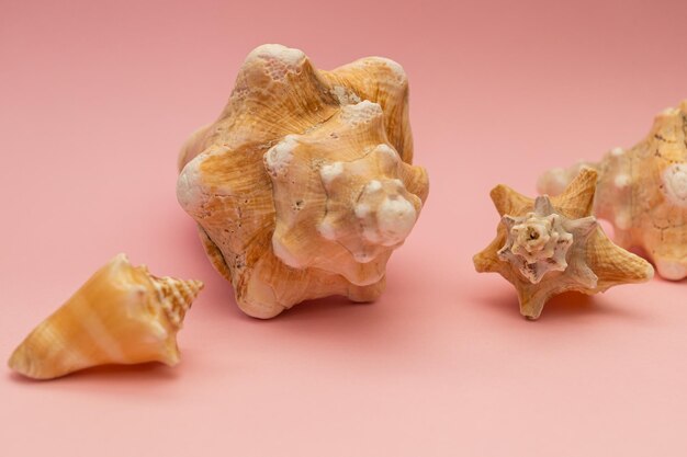 Large seashells on a pink background