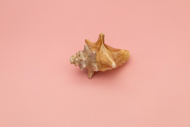 Large seashells on a pink background