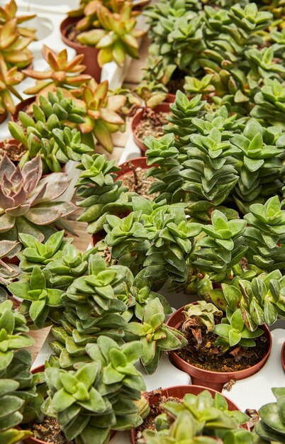 Large selection of green succulents growing in pots.