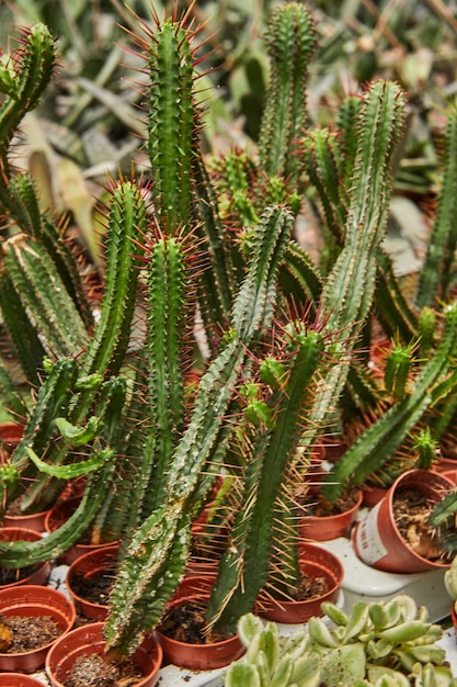 Large selection of potted cacti in stands.