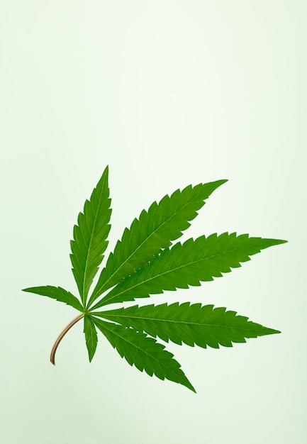 large sevenpointed marijuana leaf isolated on green background