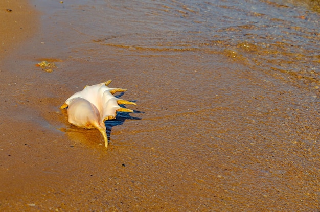 A large shell on the sand on the seashore.