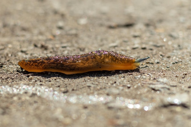 A large slug crawls along the asphalt closeup