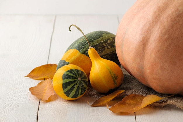 Large and small decorative yellow pumpkins and autumn yellow leaves on a white wooden table autumn composition