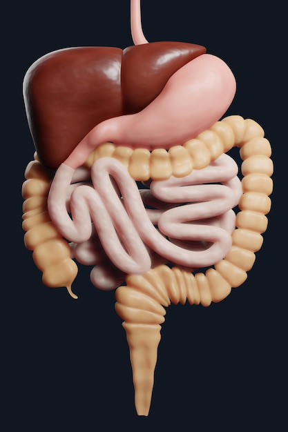 Large and small Intestine isolated on white Human digestive system anatomy 3d render