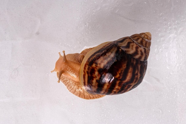 A large snail Achatina crawls on glass with water drops