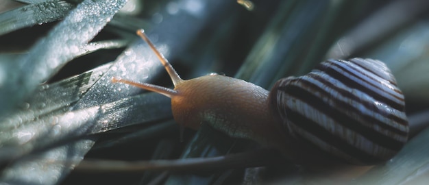 A large snail crawls on the grass with dew drops in a summer forest Closeup of a garden snail in a shell crawling