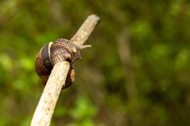 A large snail crawls on a stick on a blurred background Closeup Selective focus