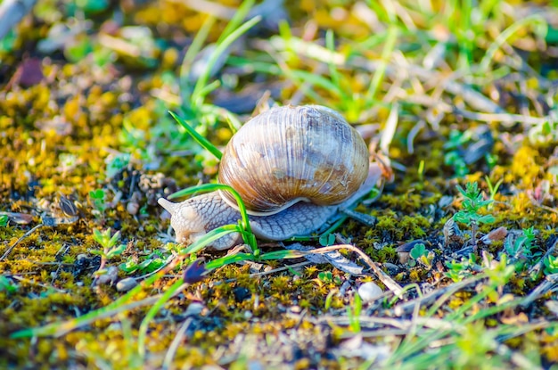 A large snail slowly crawls along the grass