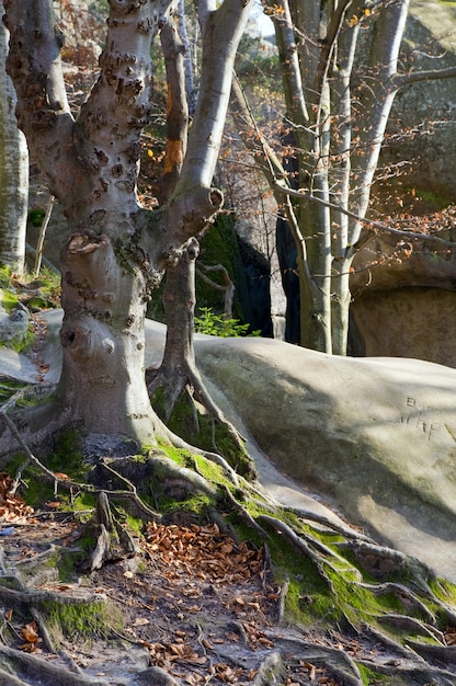 Large stones in autumn forest  ( "Skeli Dovbusha", Ivano-Frankovsk Region, Ukraine )