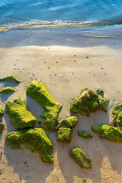 Large stones overgrown with green algae on a sandy beach near the ocean The nature of the tropics