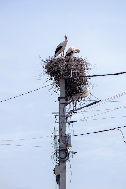 Large stork nest on an electric concrete pole