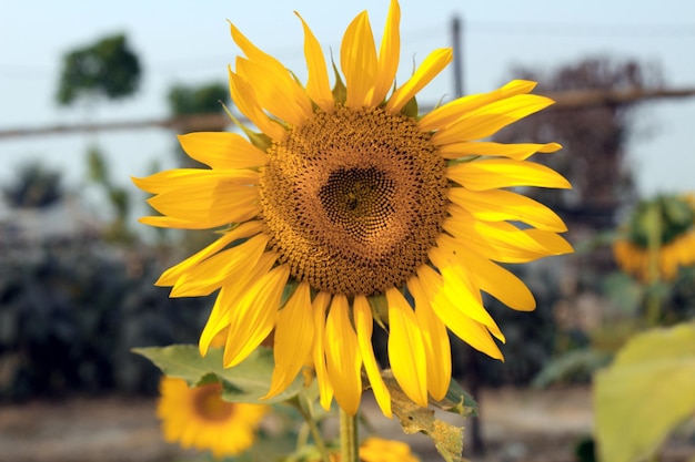 A large sunflower is in a field with a fence in the background